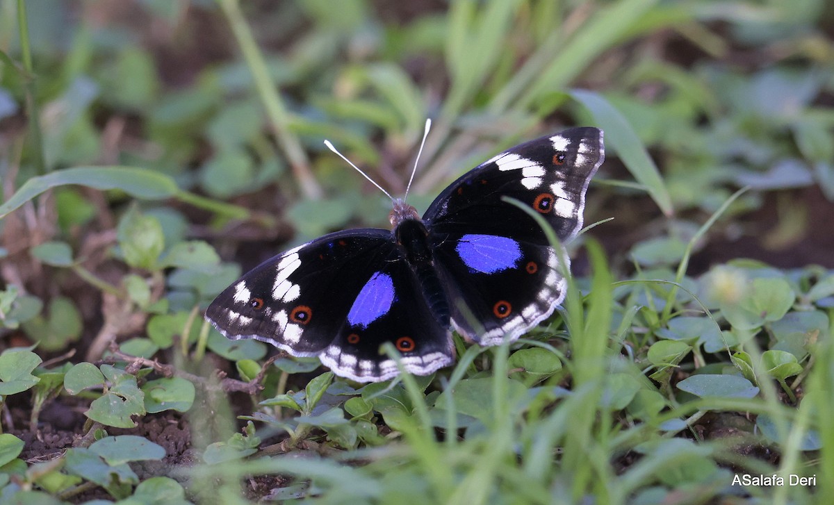 Insects - ML633156911