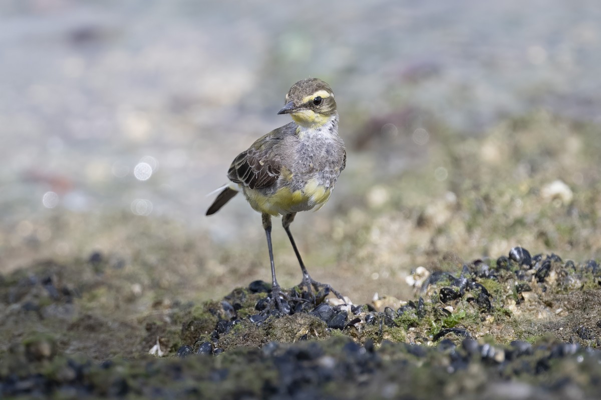 Eastern Yellow Wagtail (Green-headed) - ML633156916