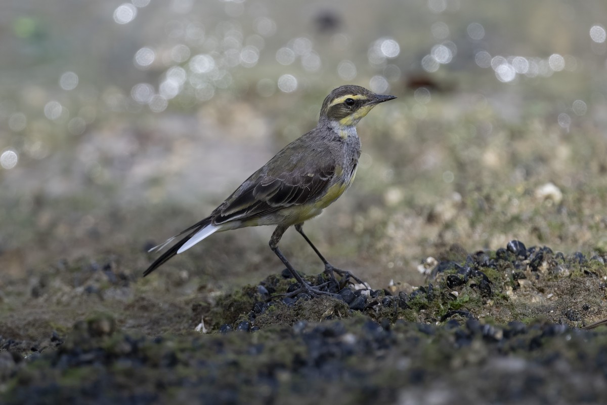 Eastern Yellow Wagtail (Green-headed) - ML633156917
