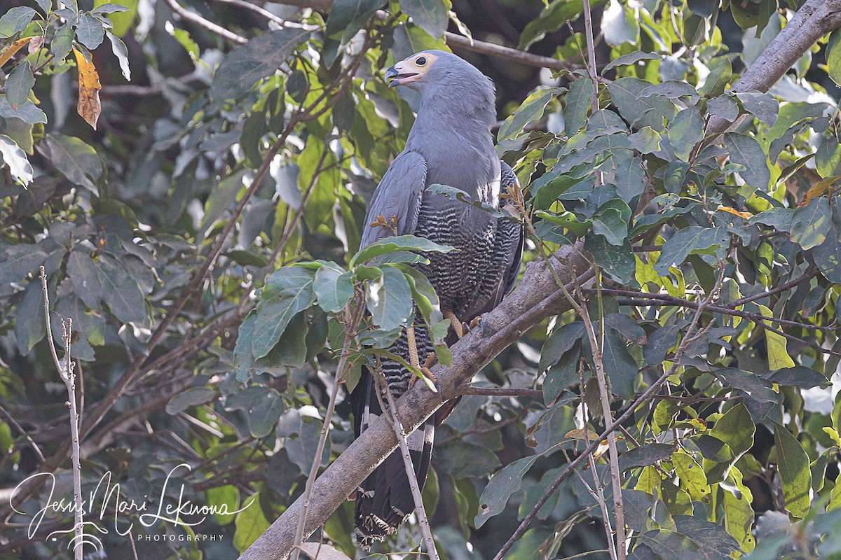 African Harrier-Hawk - ML633157039