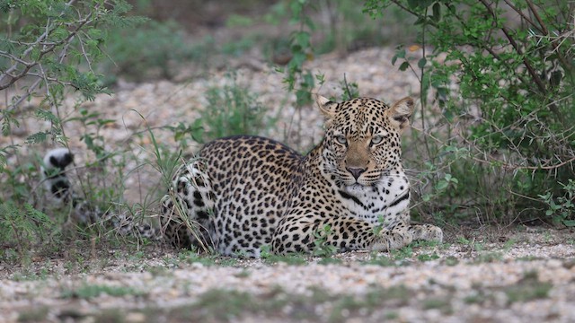 African Leopard - ML633157062