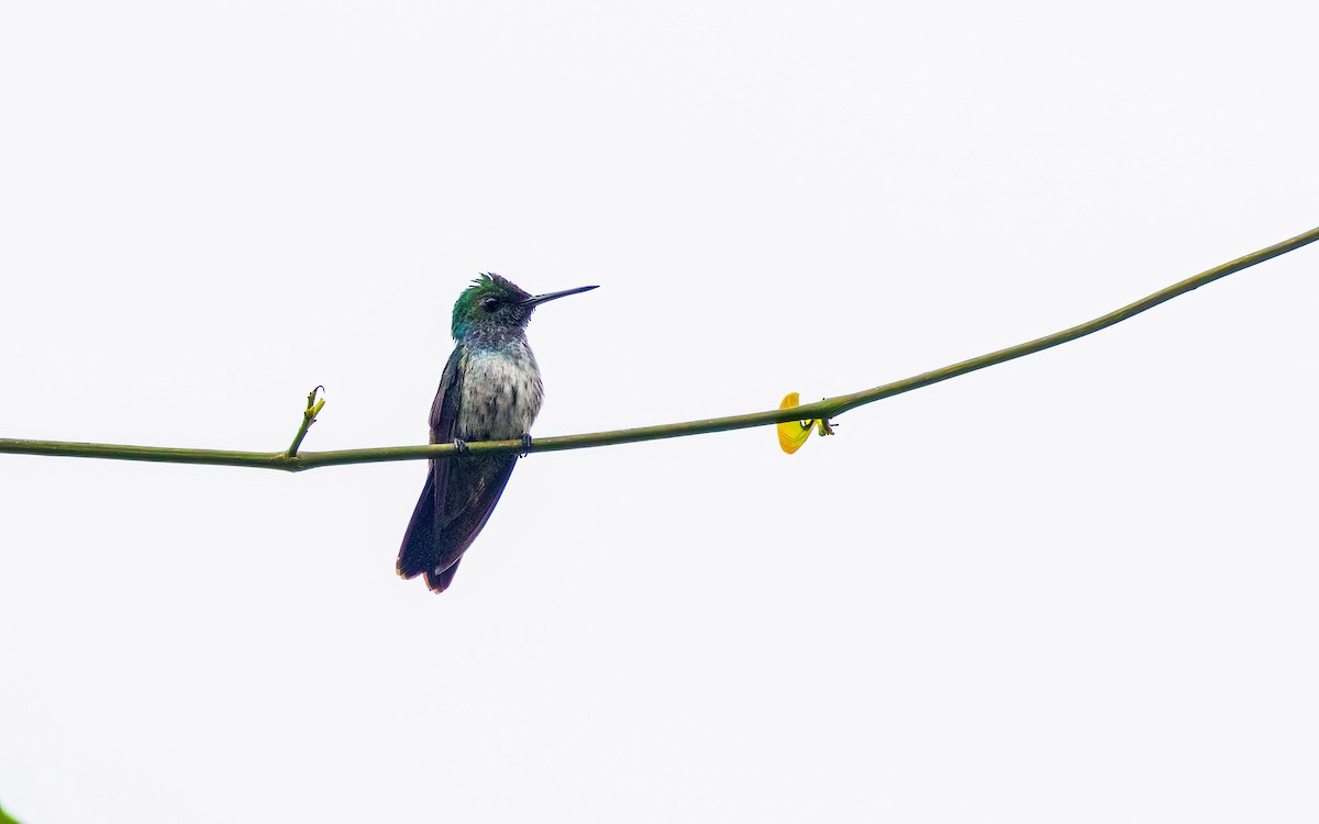 Blue-chested Hummingbird - ML633157232