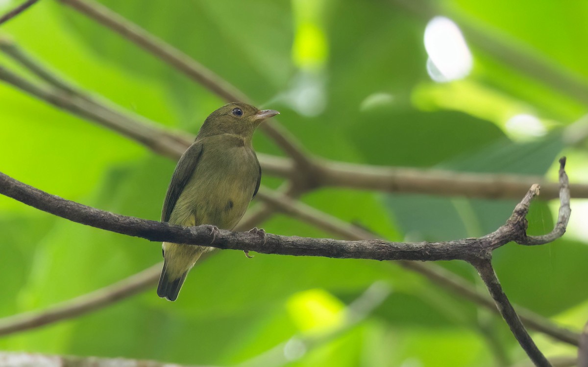 Red-capped Manakin - ML633157317