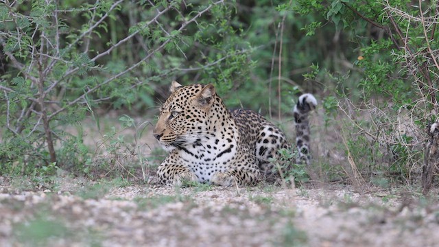 African Leopard - ML633157345