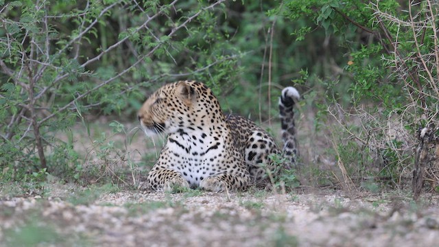 African Leopard - ML633157356