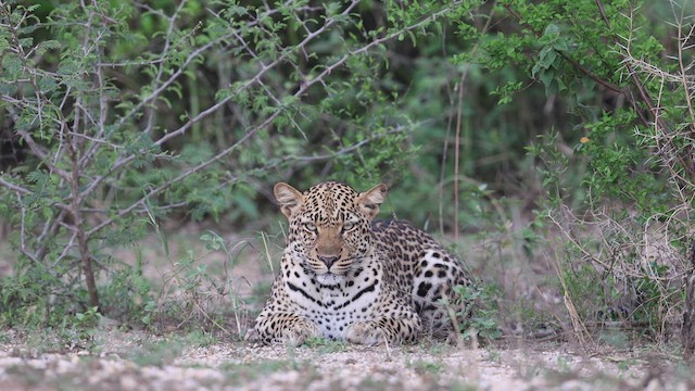 African Leopard - ML633157359
