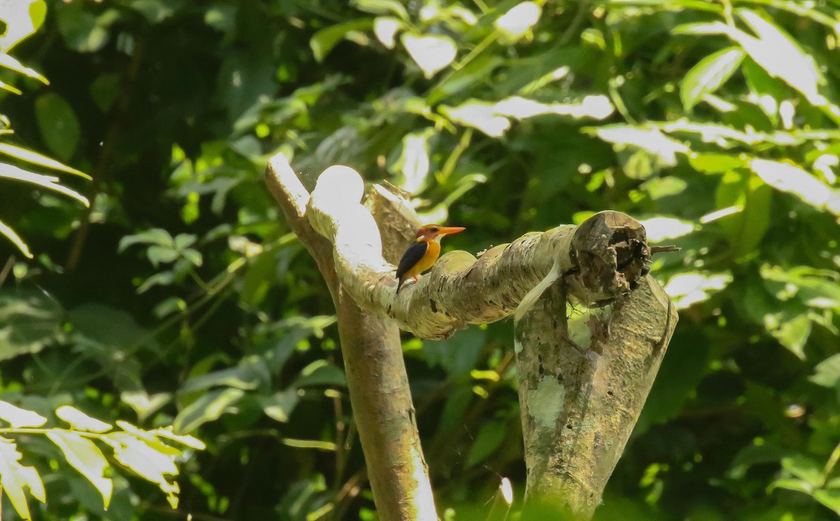 African Dwarf Kingfisher - ML633157578