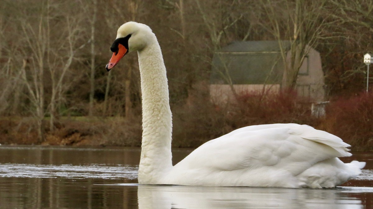 Cygne tuberculé - ML63315761