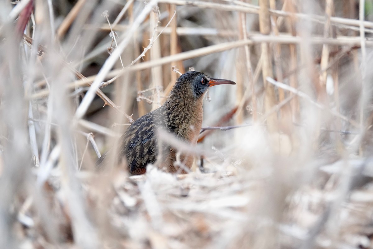 Virginia Rail - ML633157684