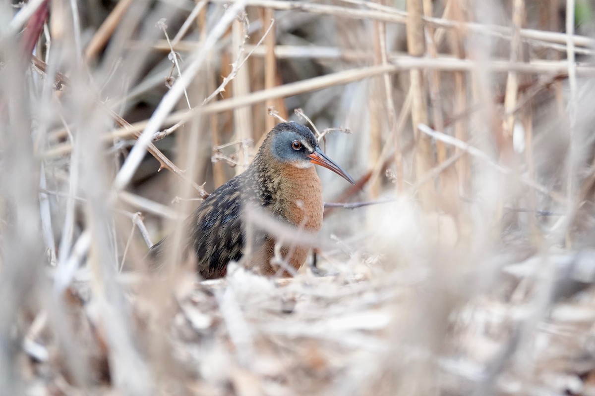 Virginia Rail - ML633157686