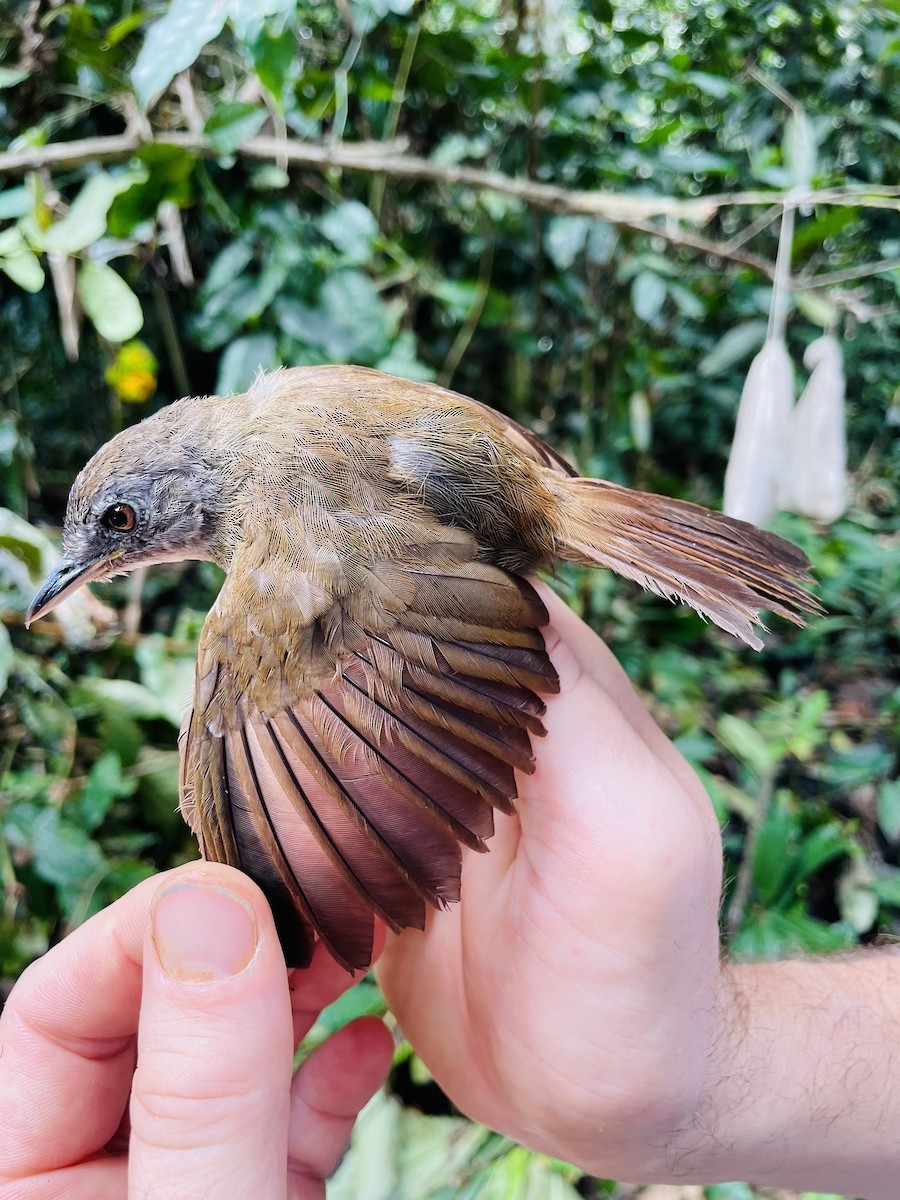 White-throated Greenbul - ML633157693
