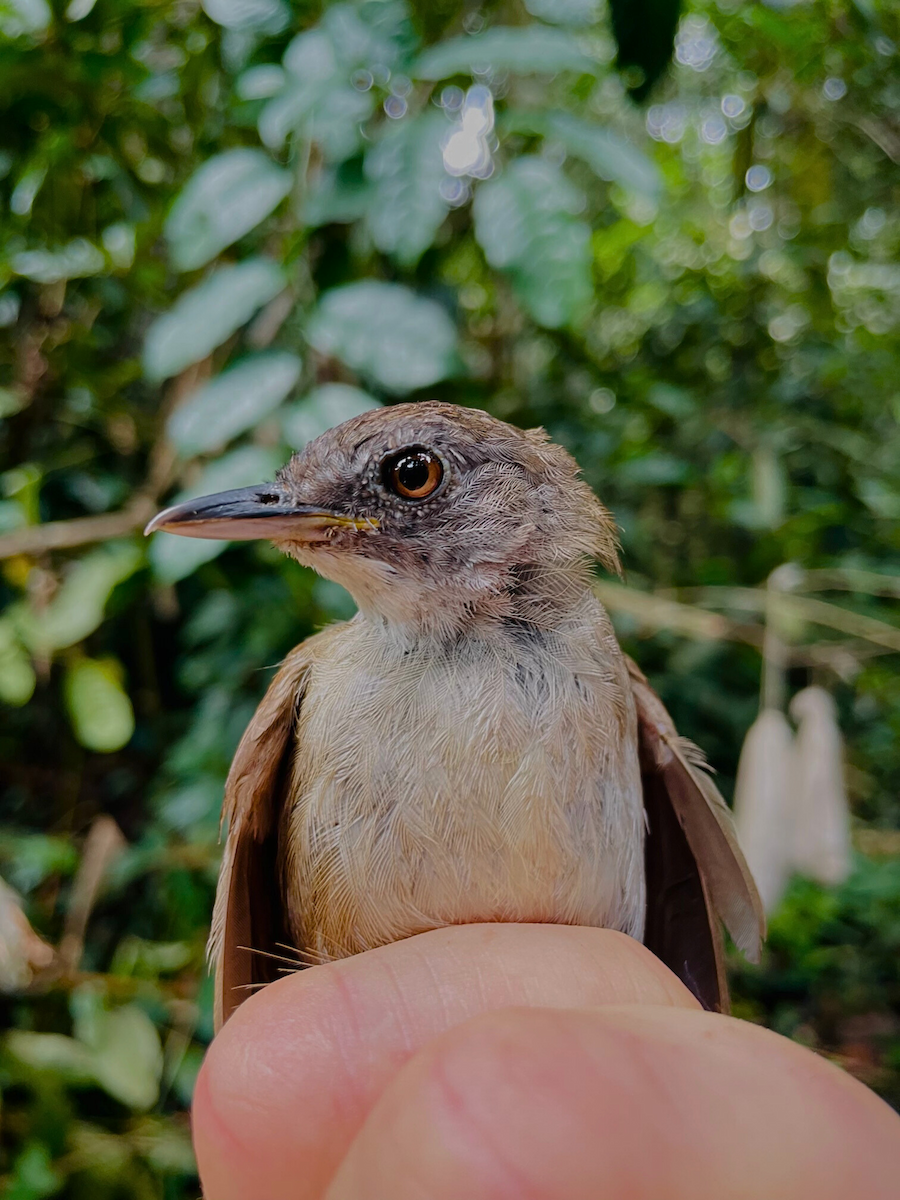 White-throated Greenbul - ML633157725