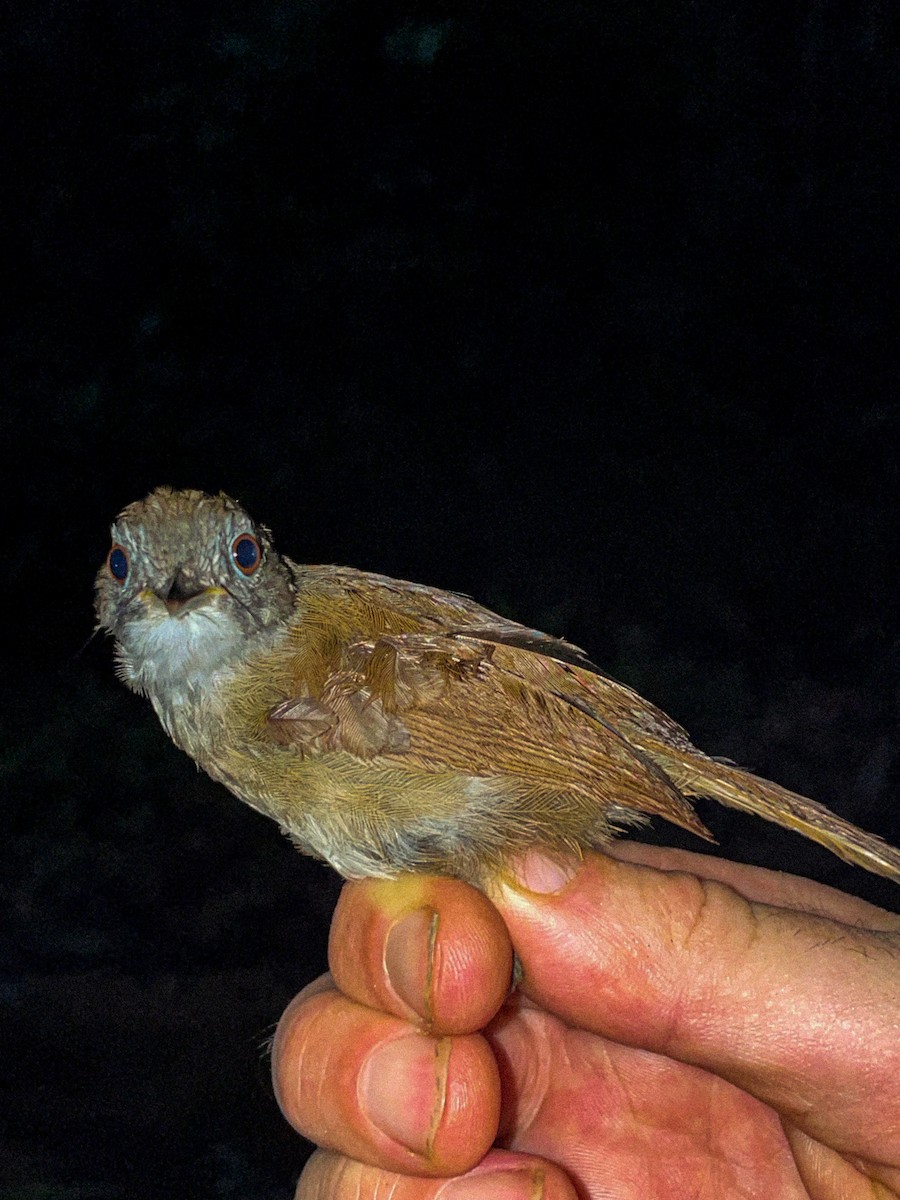 Pale-breasted Illadopsis - ML633157751