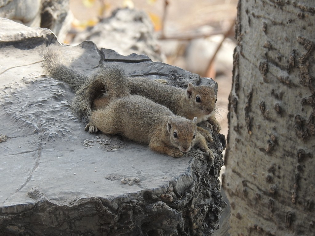 Smith's Bush Squirrel - ML633157756