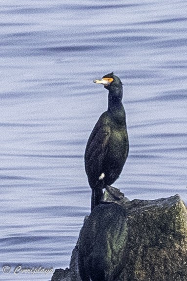 Red-faced Cormorant - ML633157917