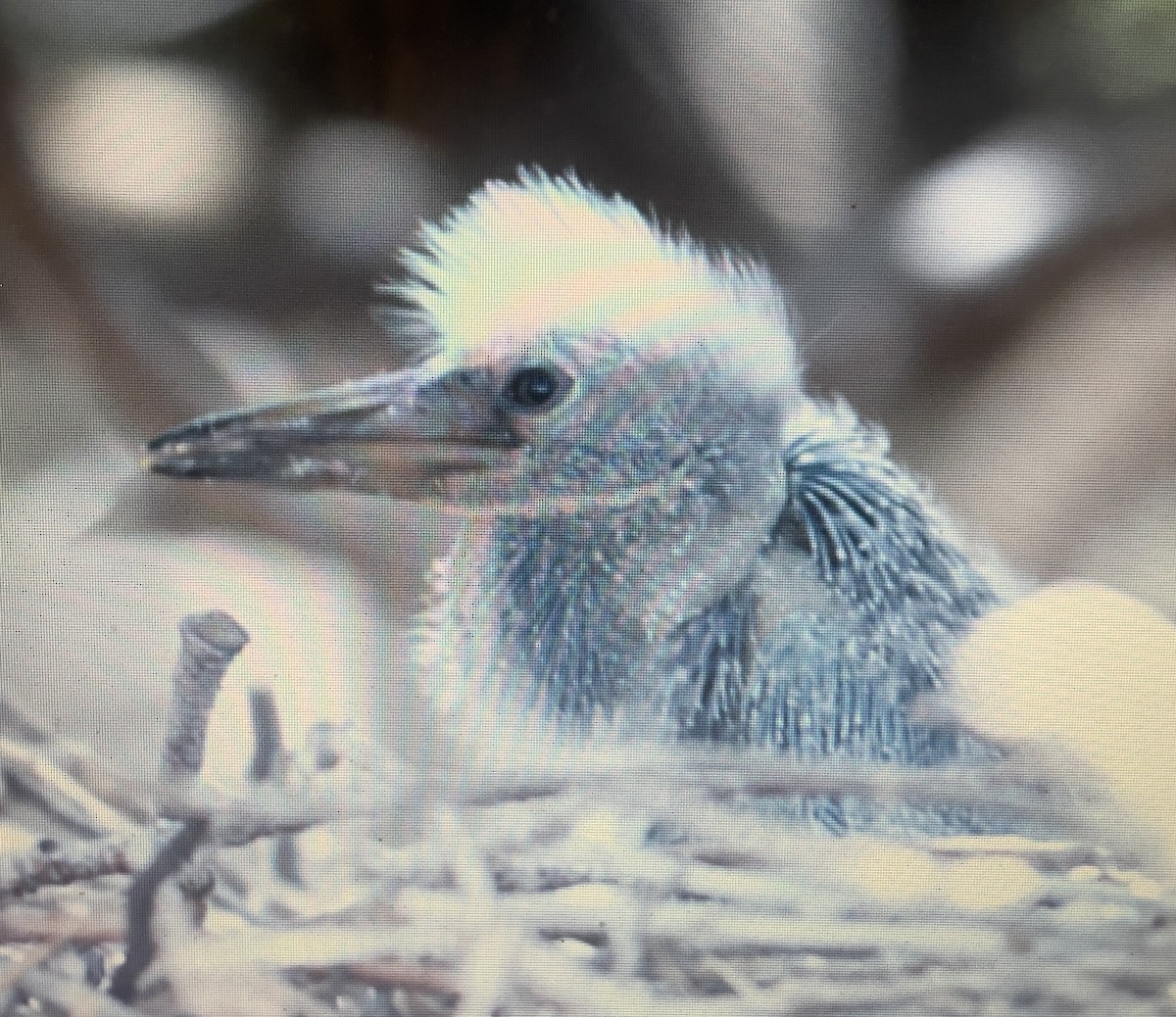 クロサギ - ML633157974