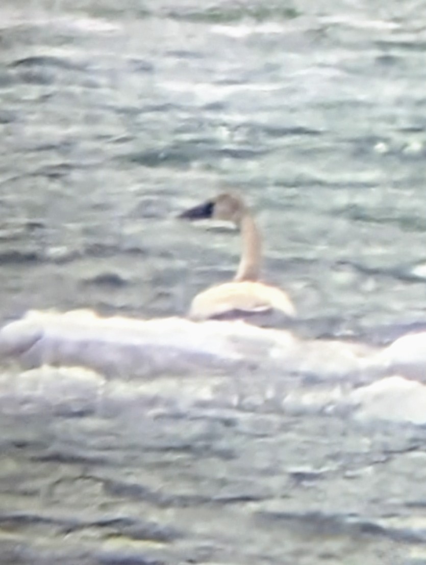 Trumpeter/Tundra Swan - ML633158152
