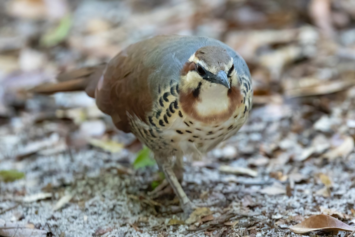 White-breasted Mesite - ML633158284