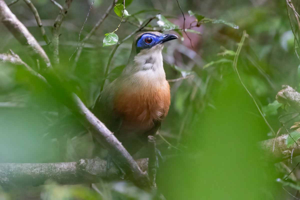 Coquerel's Coua - ML633158327