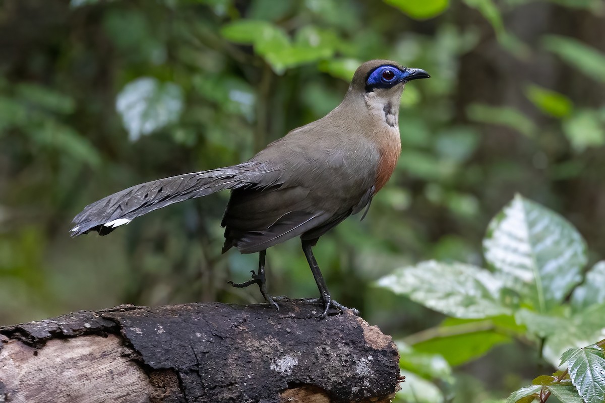 Coquerel's Coua - ML633158329