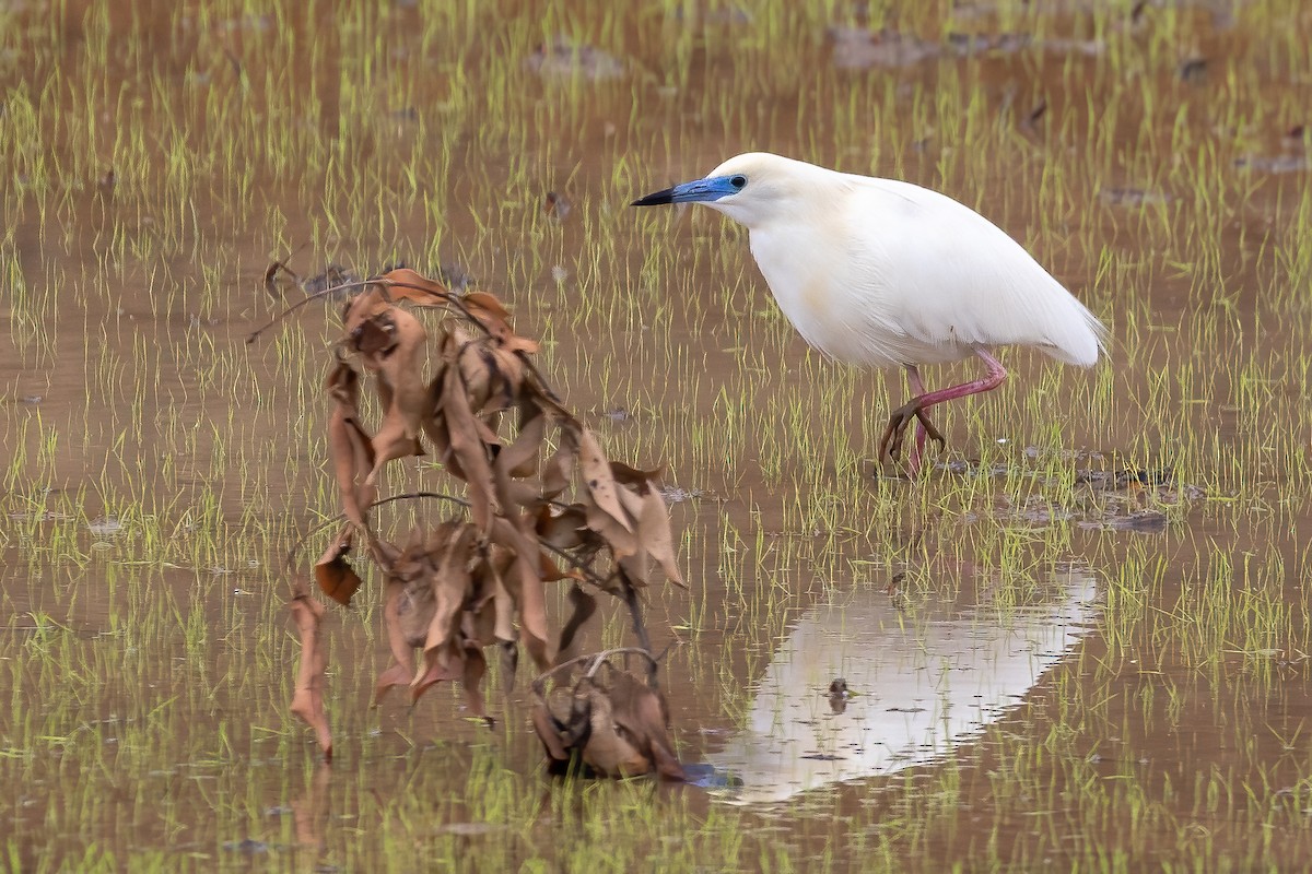 Malagasy Pond-Heron - ML633158340