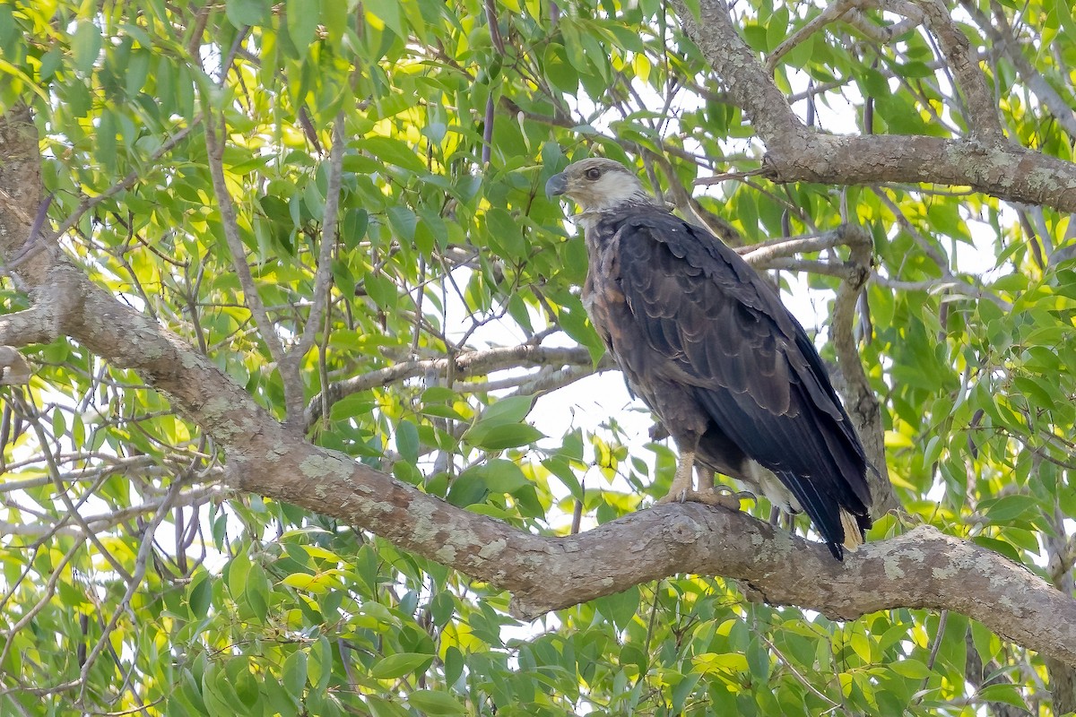 Madagascar Fish-Eagle - ML633158399