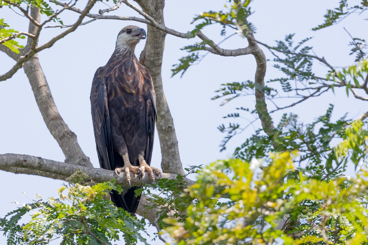 Madagascar Fish-Eagle - ML633158400
