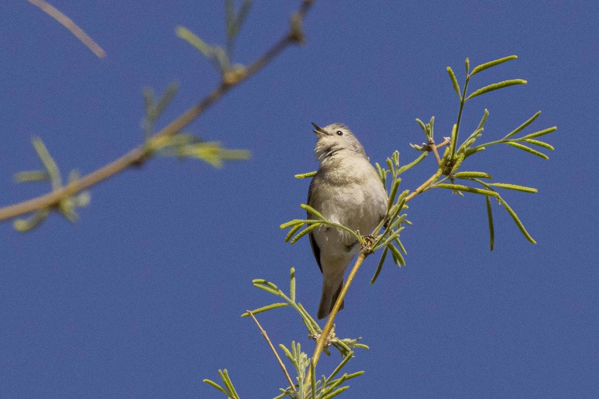 Lucy's Warbler - ML633158414