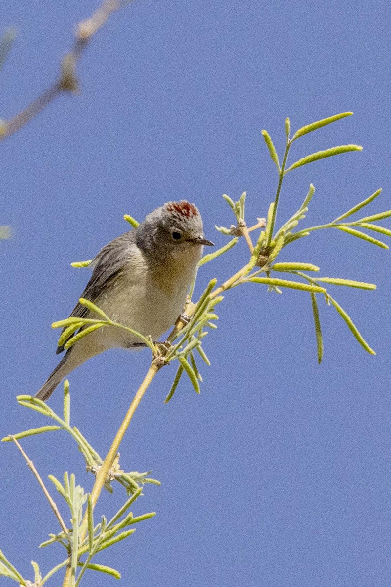 Lucy's Warbler - ML633158415
