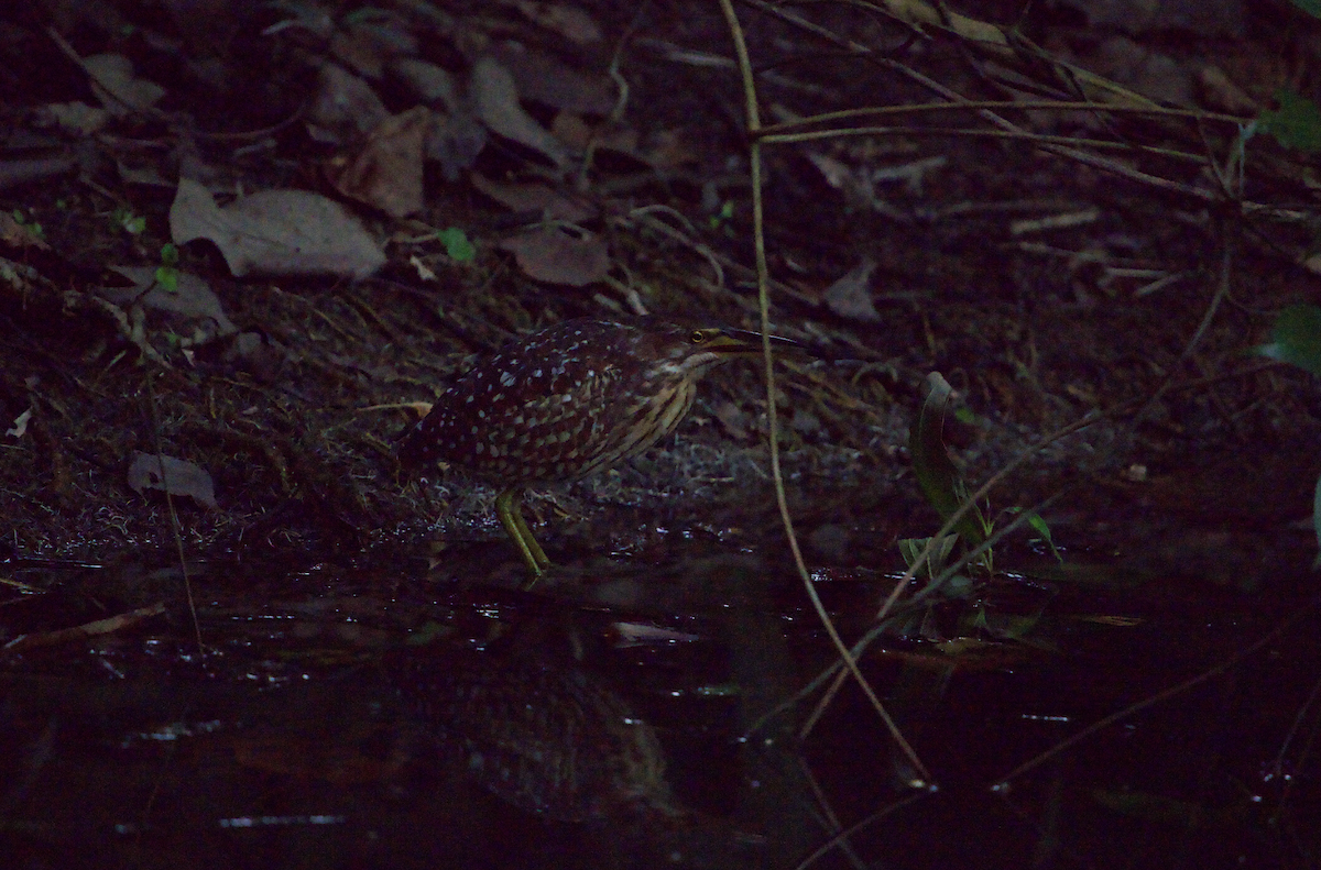 Schrenck's Bittern - ML633158457