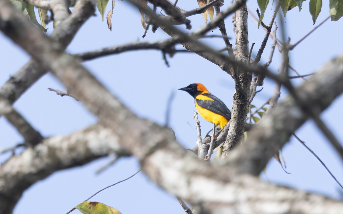 Oriole à tête d'or - ML633158493