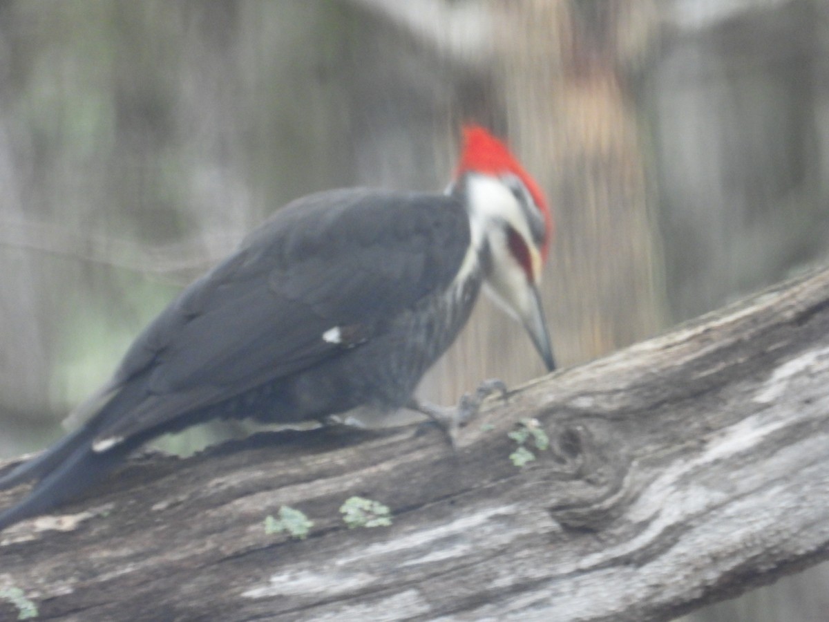 Pileated Woodpecker - ML633158507