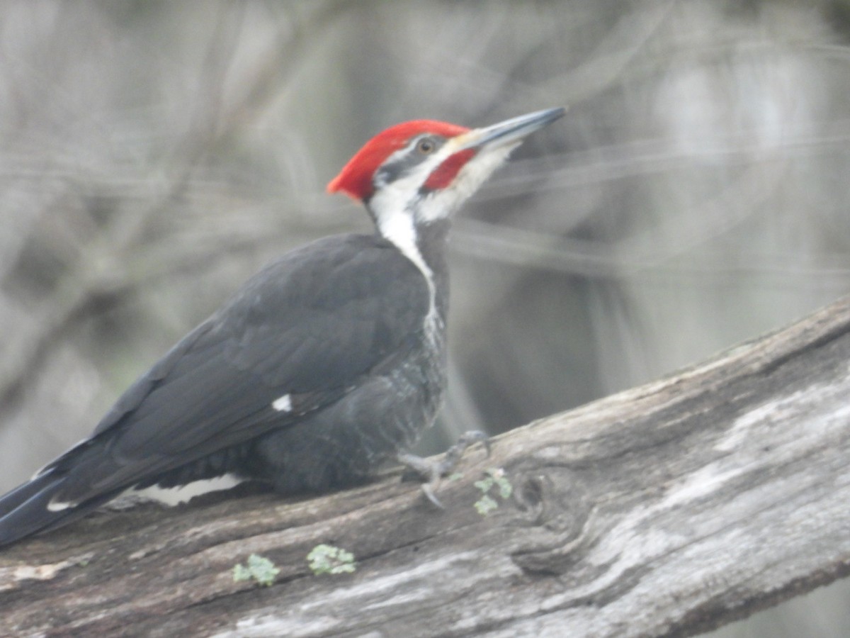 Pileated Woodpecker - ML633158515