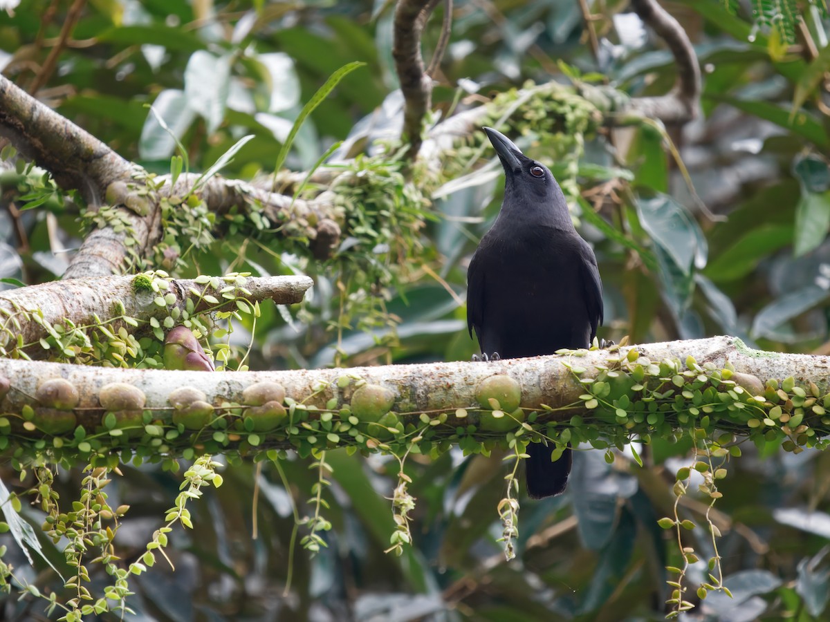 Violet Crow - ML633158531