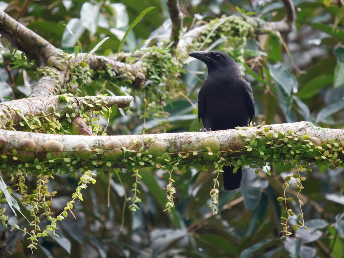 Violet Crow - ML633158532