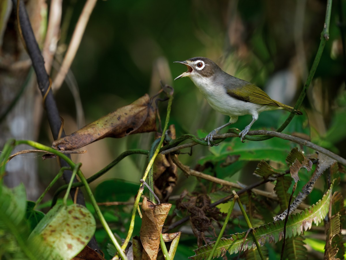 Morotai White-eye - ML633158536