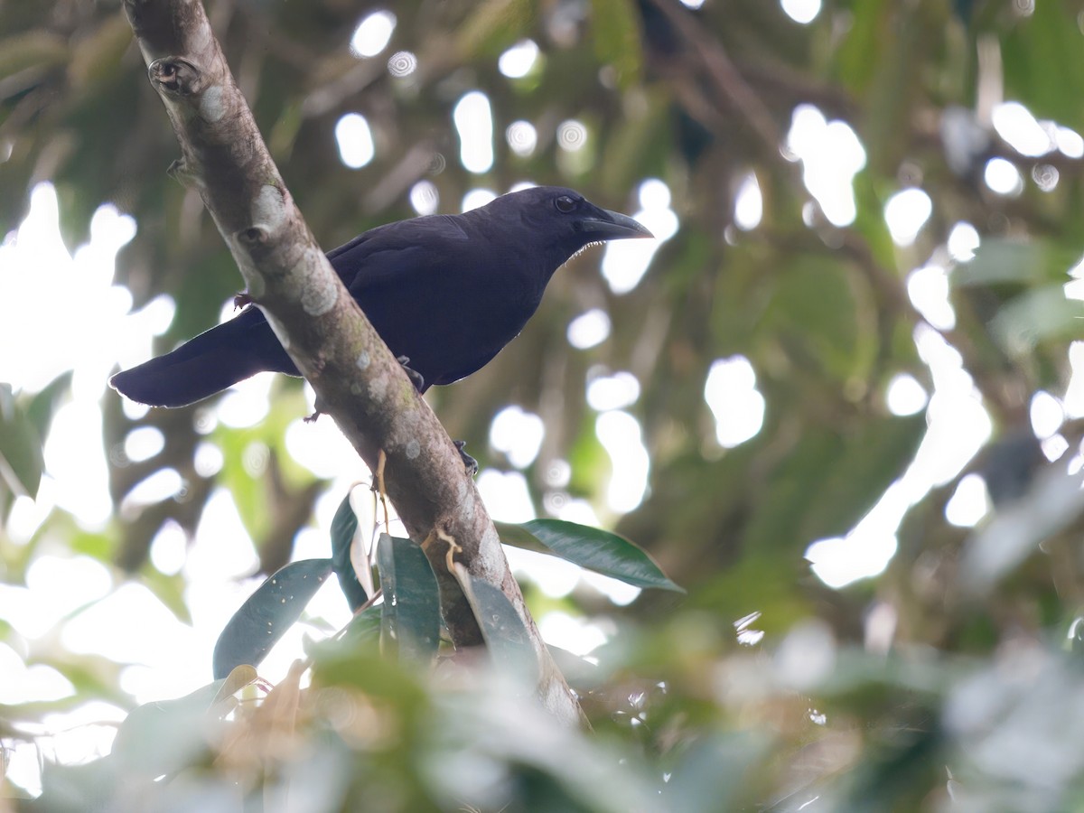 Violet Crow - ML633158799