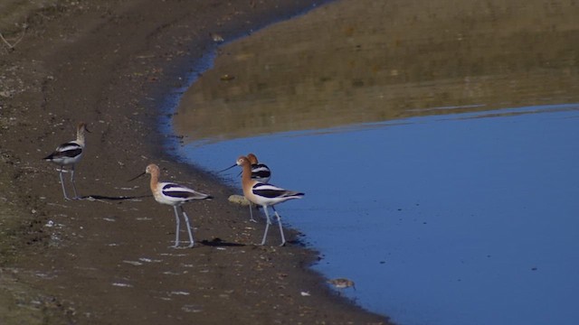 American Avocet - ML633158825