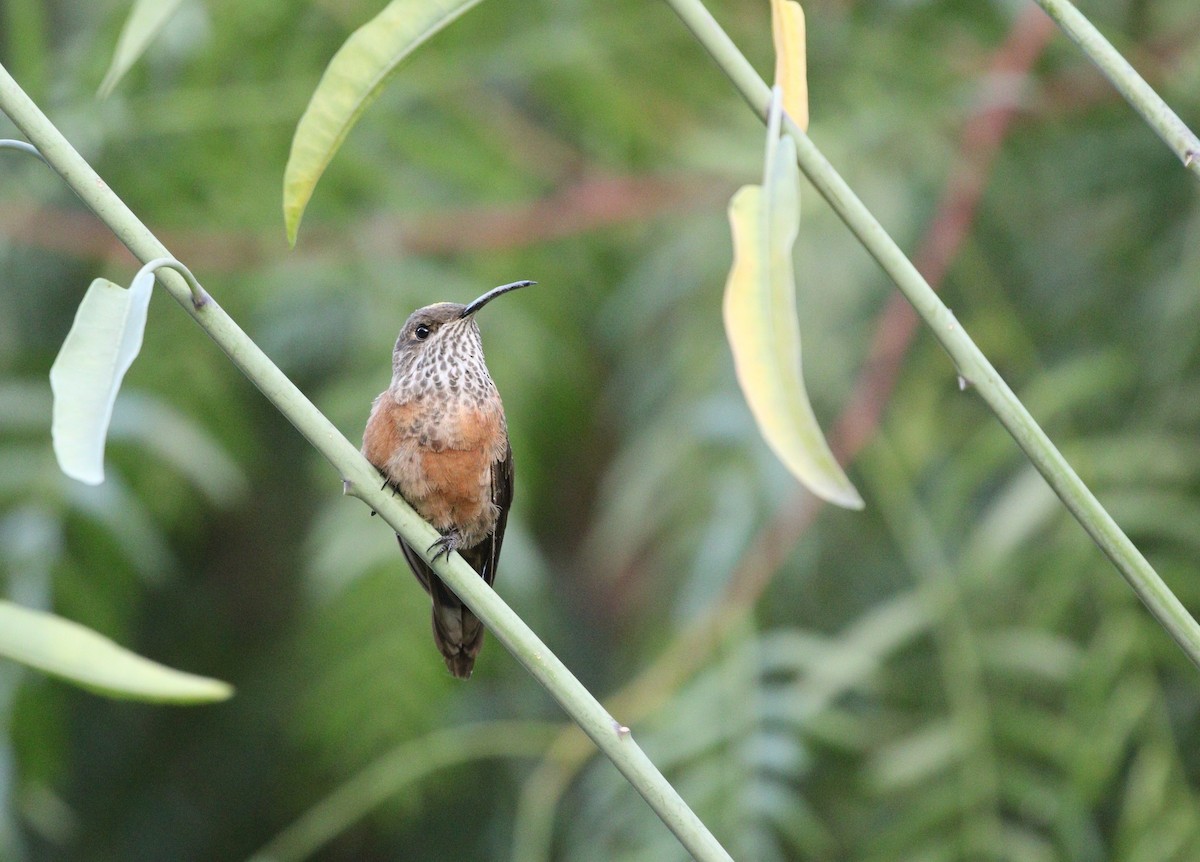 hvězdička bolívijská - ML633159007