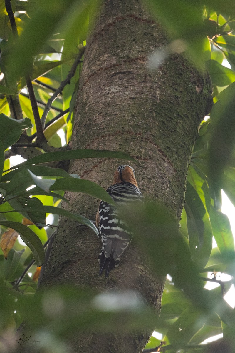 Rufous-bellied Woodpecker - ML633159023