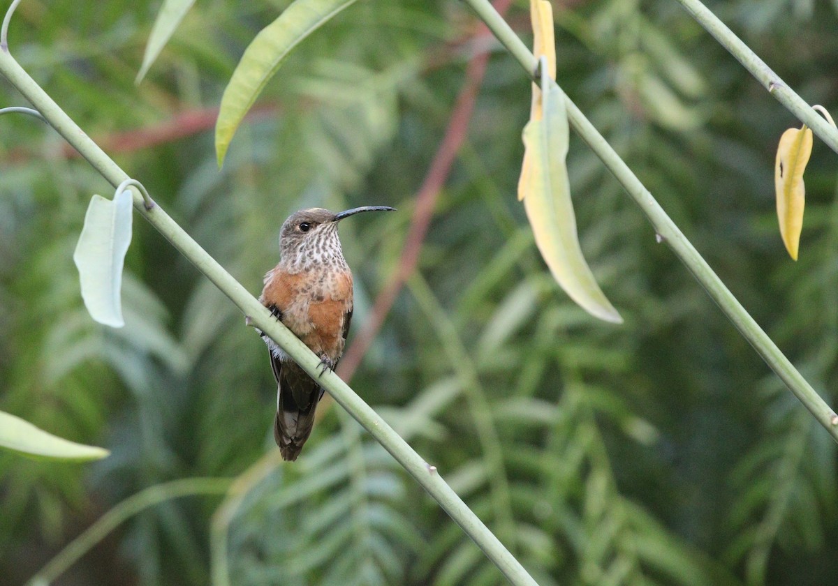 hvězdička bolívijská - ML633159047