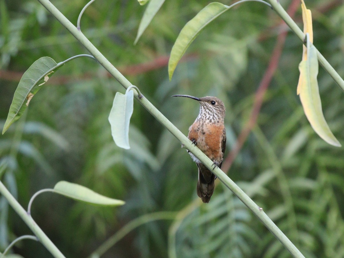 hvězdička bolívijská - ML633159071