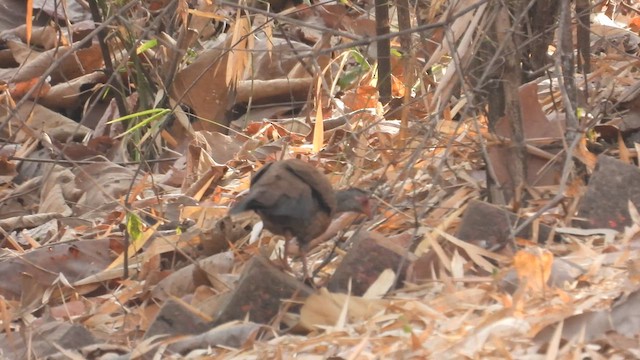 Red Spurfowl - ML633159102