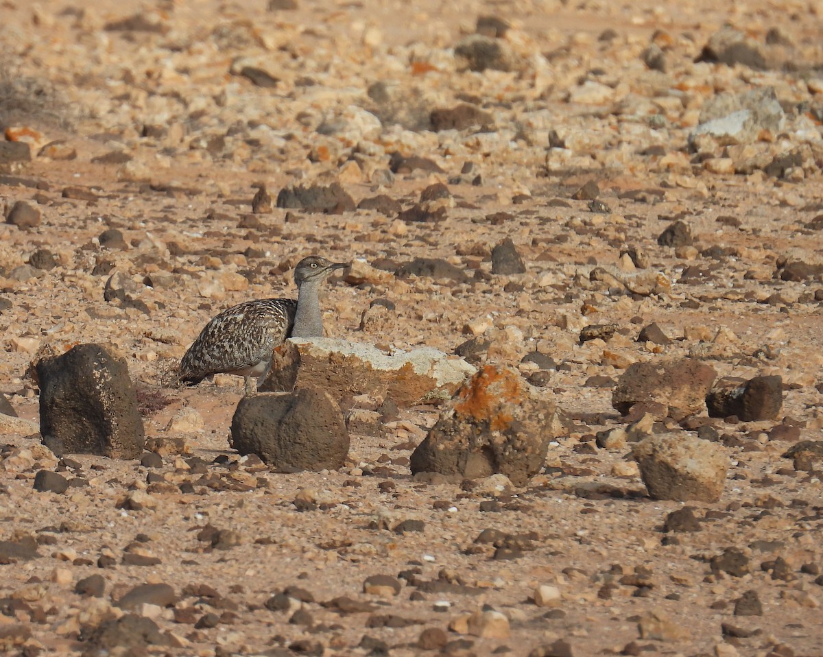 kragetrappe (fuertaventurae) - ML633159209