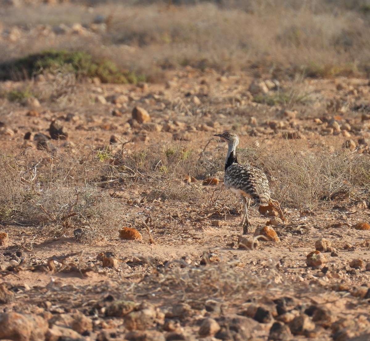 kragetrappe (fuertaventurae) - ML633159210