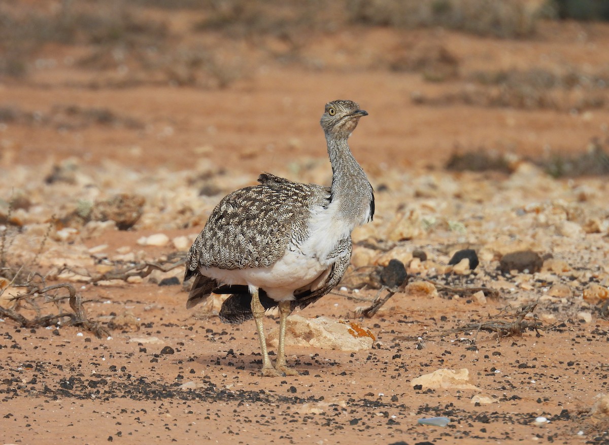 kragetrappe (fuertaventurae) - ML633159215