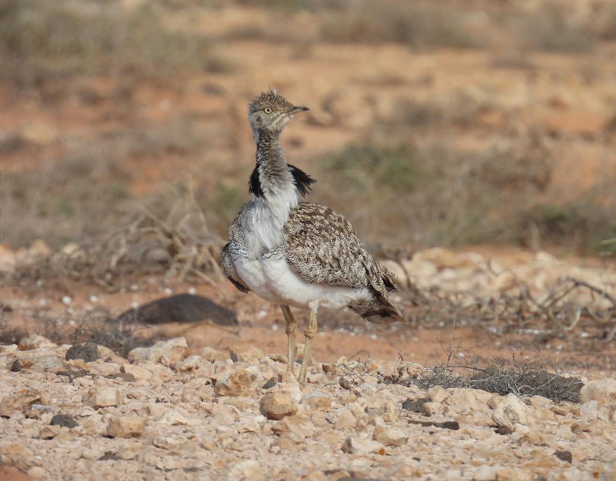 kragetrappe (fuertaventurae) - ML633159225