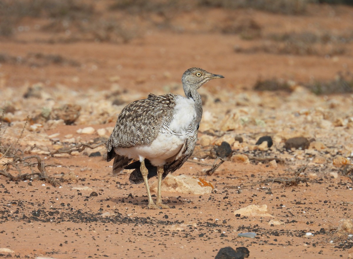 kragetrappe (fuertaventurae) - ML633159228