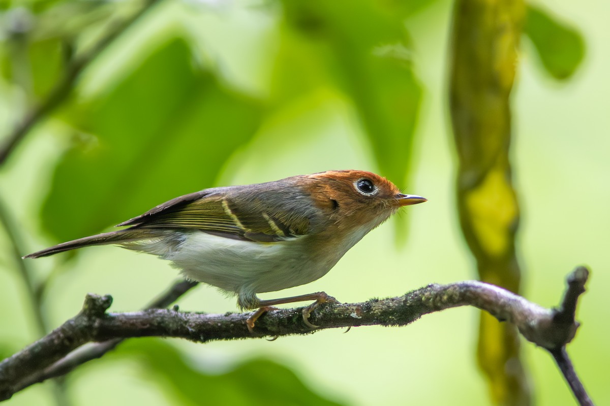 Sunda Warbler - ML633159235