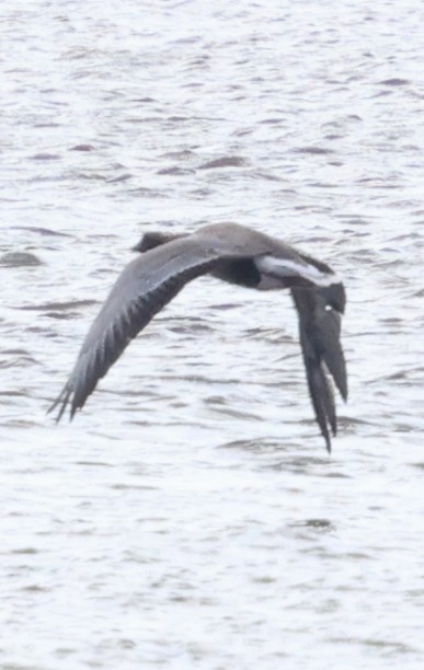 Pink-footed Goose - ML633159317